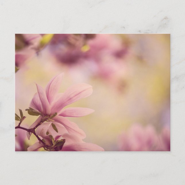 Postal Magnolia (Anverso)