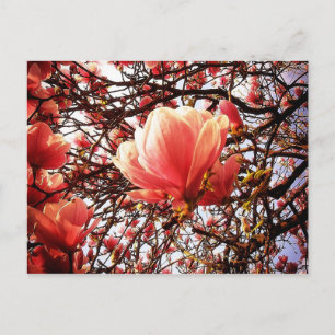Postal Magnolia