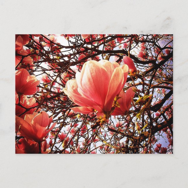 Postal Magnolia (Anverso)