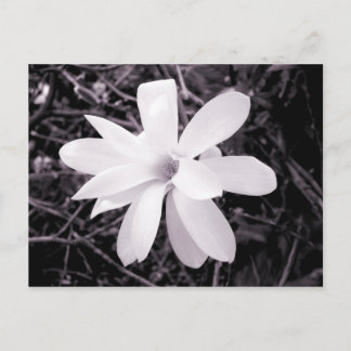 Postal Magnolia