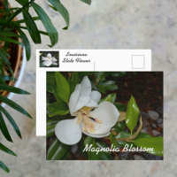 Magnolia Blanca Flor del Estado de Louisiana Fotog