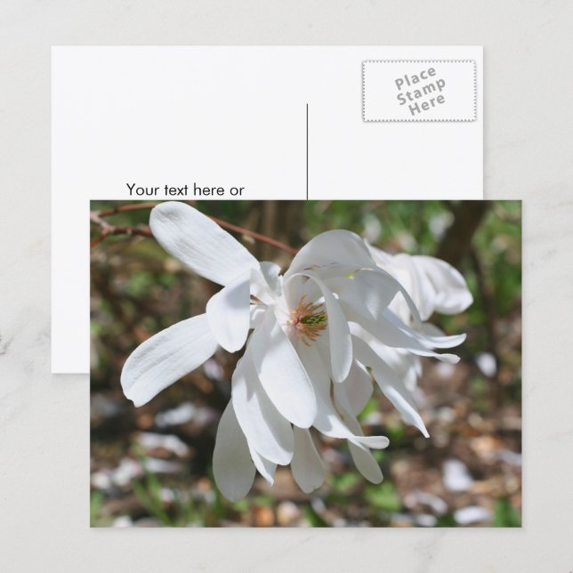 Postal Magnolia Blanca Personalizada (Anverso / Reverso)
