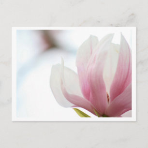 Postal Magnolia Bloom