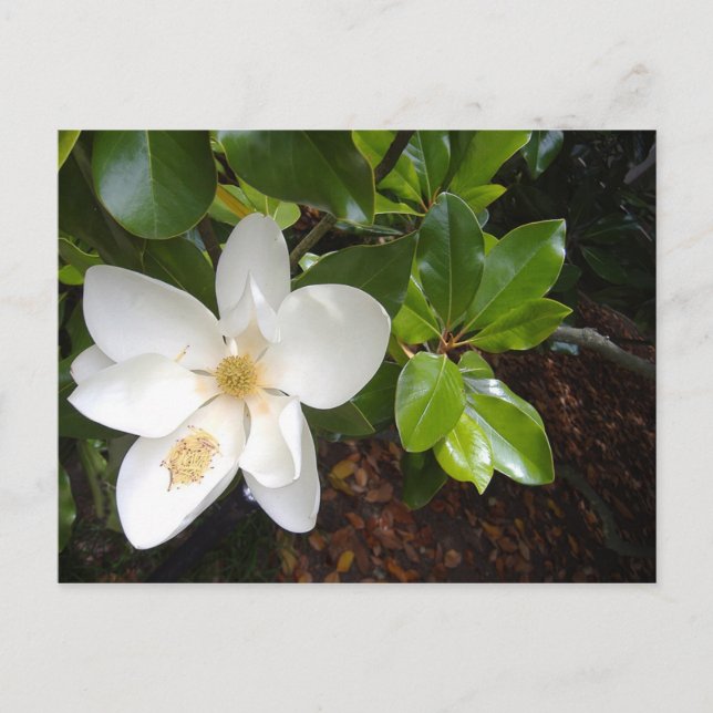 Postal Magnolia Bloom (Anverso)