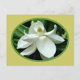 Postal Magnolia Bloom 2