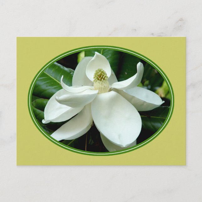 Postal Magnolia Bloom 2 (Anverso)