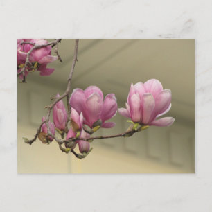 Postal Magnolia Blooms