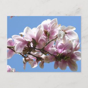 Postal Magnolia Blossom
