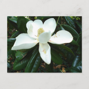 Postal Magnolia Blossom