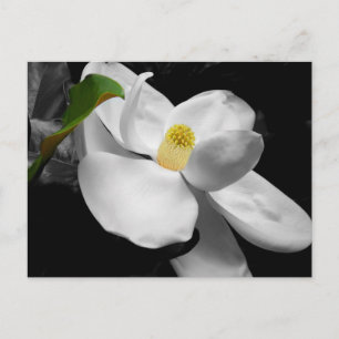 Postal Magnolia Blossom Postcard