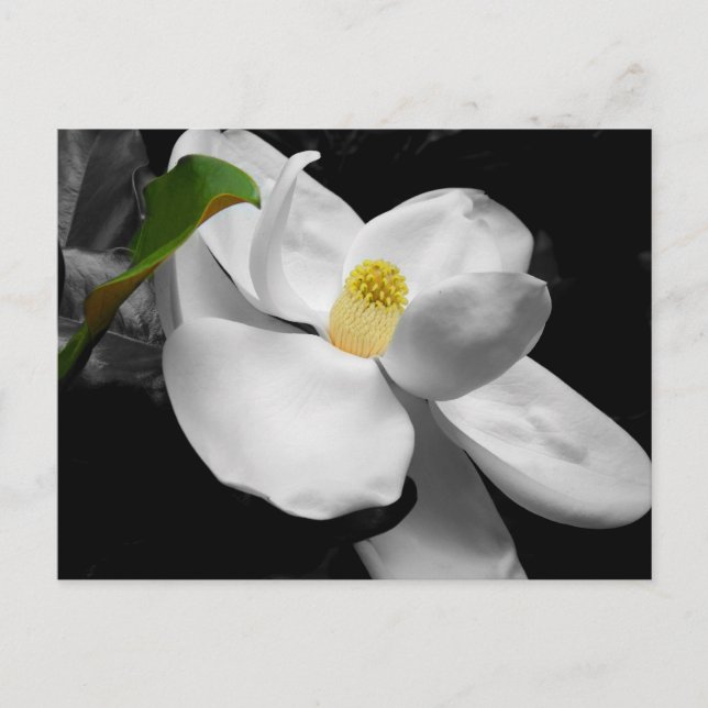 Postal Magnolia Blossom Postcard (Anverso)