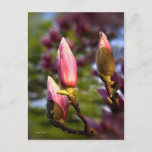 Postal Magnolia Buds