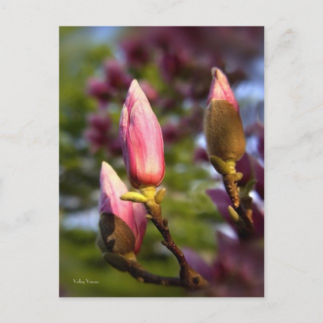 Postal Magnolia Buds (Anverso)