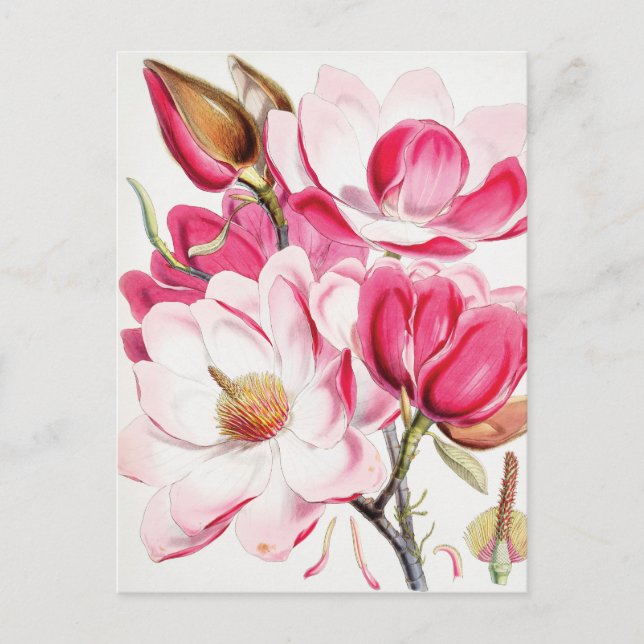 Postal Magnolia de Campbell (Anverso)