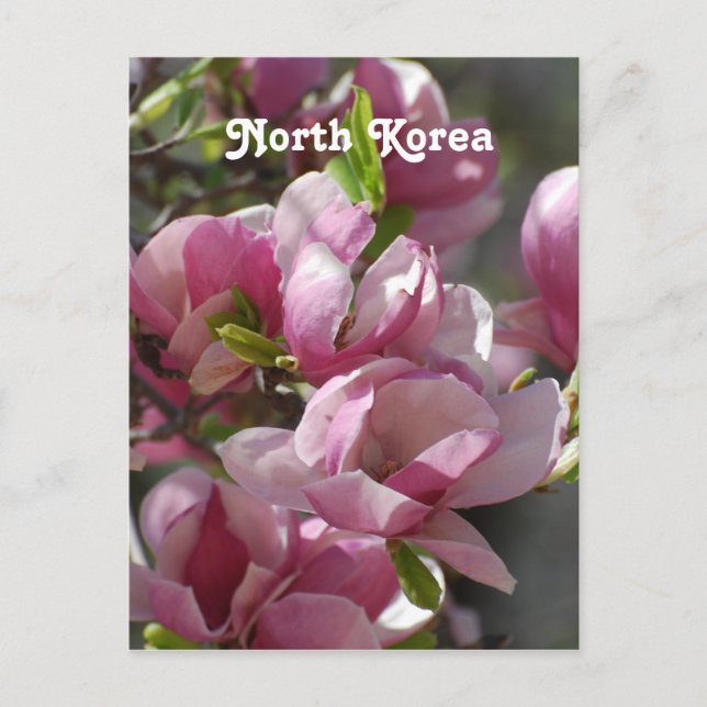 Postal Magnolia de Corea del Norte (Anverso)