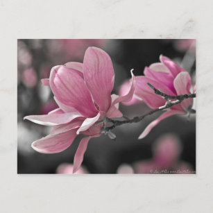 Postal Magnolia de platillo del rosa japonés