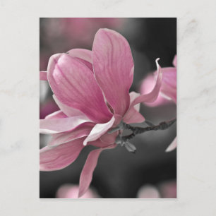 Postal Magnolia de Saucer Rosa Japonesa