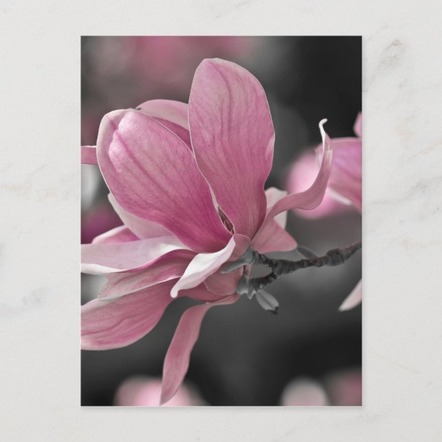 Postal Magnolia de Saucer Rosa Japonesa (Anverso)