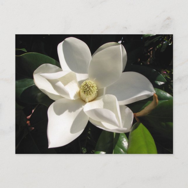Postal Magnolia del Sur (Anverso)