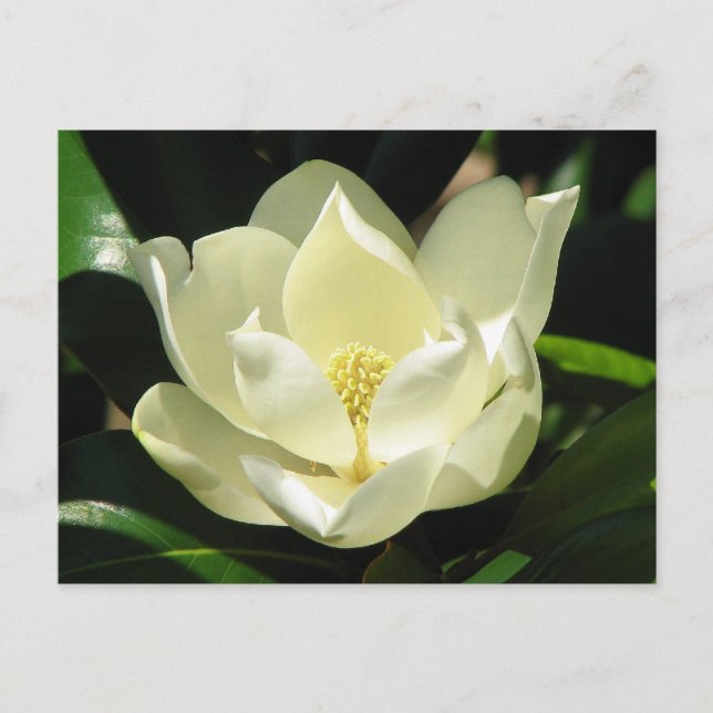 Postal Magnolia del Sur (Anverso)