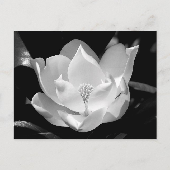 Postal Magnolia del Sur (Anverso)