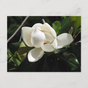 Postal Magnolia del Sur