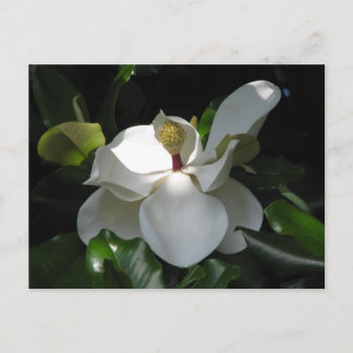 Postal Magnolia del Sur