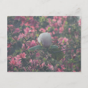 Postal Magnolia entre las Azaleas