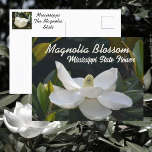 Postal Magnolia Estado Mississippi Floral Fotográfico