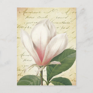 Postal Magnolia Flor Vintage Botánico