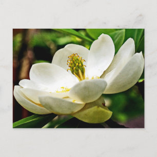 Postal Magnolia Flower Close