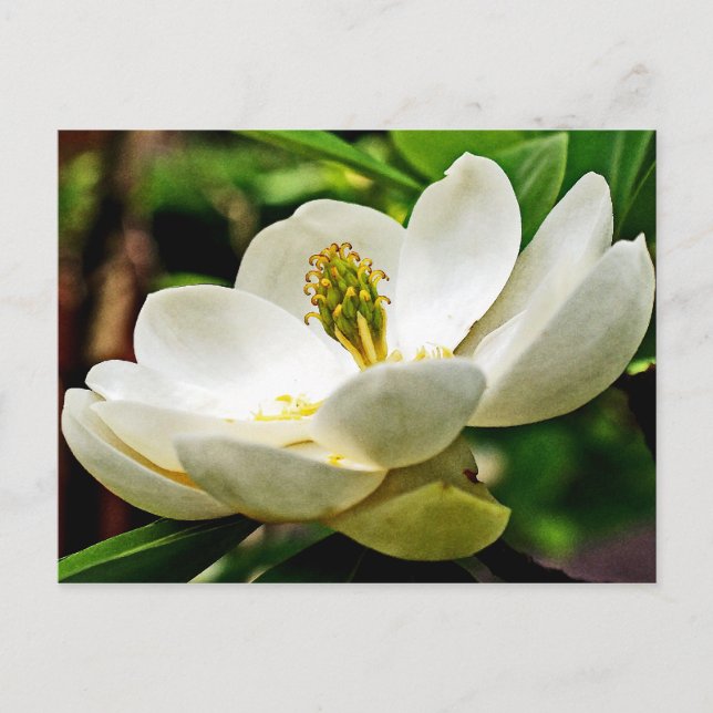 Postal Magnolia Flower Close (Anverso)