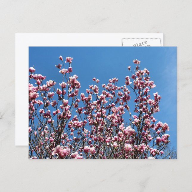 Postal Magnolia Flowers Blue Sky Personalized (Anverso / Reverso)