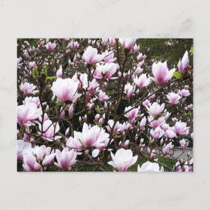 Postal Magnolia Garden