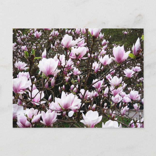 Postal Magnolia Garden (Anverso)