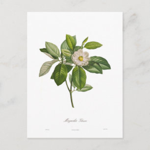 Postal Magnolia glauca