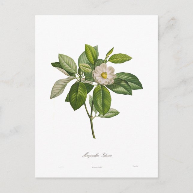 Postal Magnolia glauca (Anverso)