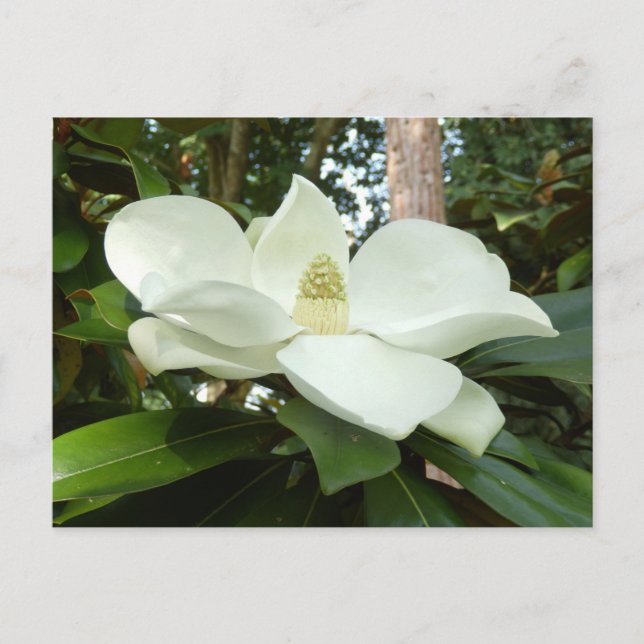 Postal Magnolia Grandiflora (Anverso)