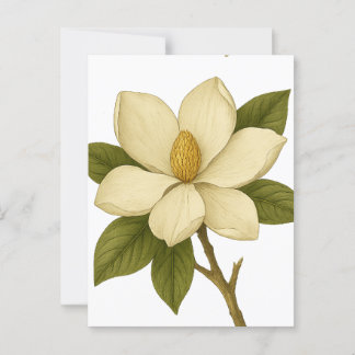 Postal Magnolia - Nobleza