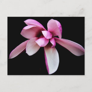 Postal "magnolia" por Coressel Productions