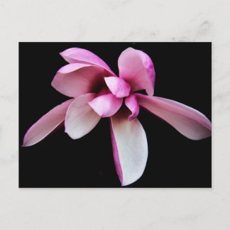 Postal "magnolia" por Coressel Productions