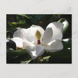 Postal magnolia post cartas flor árbol magnolias foto