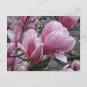 Postal Magnolia Postcard
