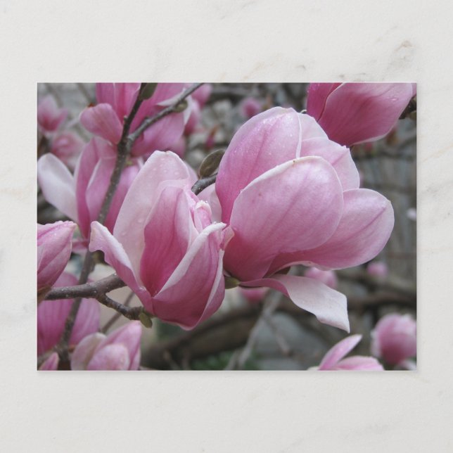 Postal Magnolia Postcard (Anverso)