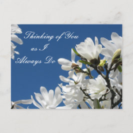 Postal Magnolia Postcard