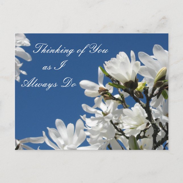 Postal Magnolia Postcard (Anverso)