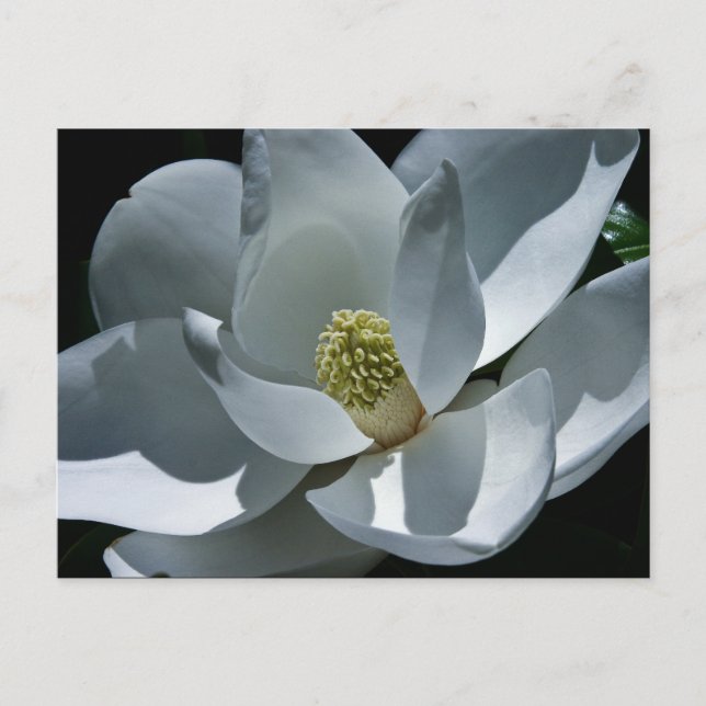 Postal Magnolia - Postcard (Anverso)