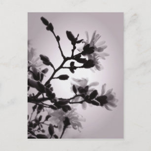 Postal Magnolia primaveral