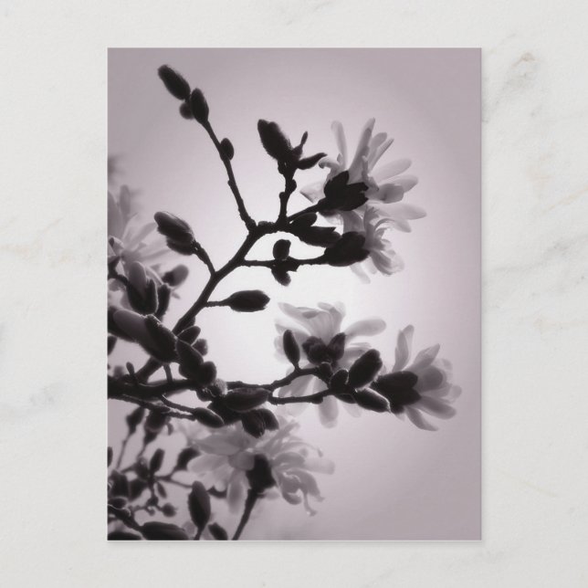 Postal Magnolia primaveral (Anverso)