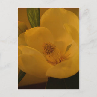 Postal "Magnolia Sateen"
